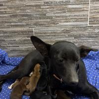 Cuccioli nati il 3 Febbraio