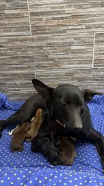 Cuccioli nati il 3 Febbraio