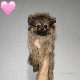 Pomerania cuccioli spitz nano russo coreano ed