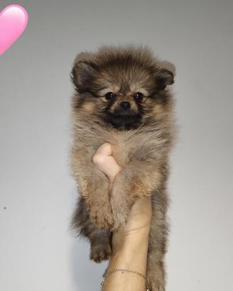 Pomerania cuccioli spitz nano russo coreano ed
