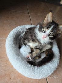 Maine Coon