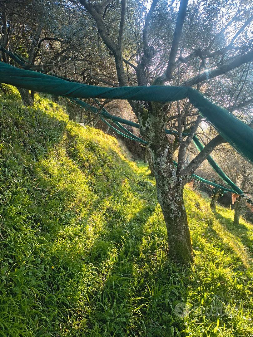 Terreno agricolo con uliveto - Vista 2