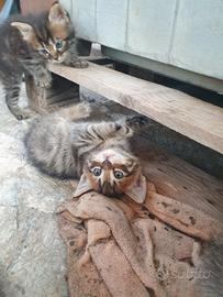 Gattini incrocio persiano