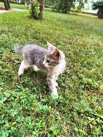 Gattina