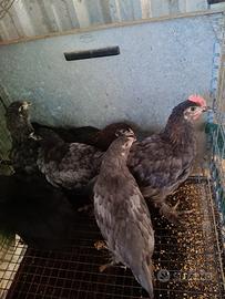 Squadra di marans cinque femmine e un maschio