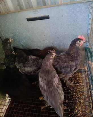 Squadra di marans cinque femmine e un maschio