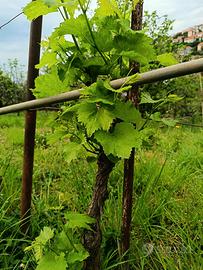 Alberi di viti