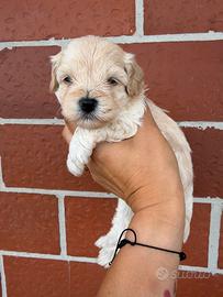 Maltipoo mini toy