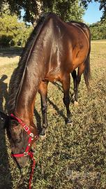 Cavallo PSI purosangue inglese