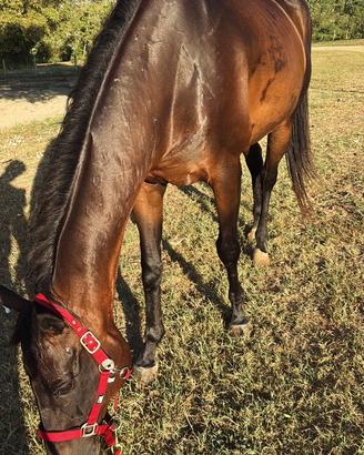 Cavallo PSI purosangue inglese