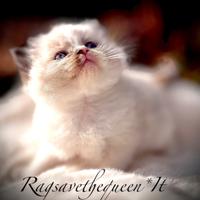 Femminuccia RAGDOLL Seal Bicolor Pedigree AGi