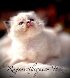 Femminuccia RAGDOLL Seal Bicolor Pedigree AGi