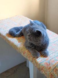 Exotic shorthair