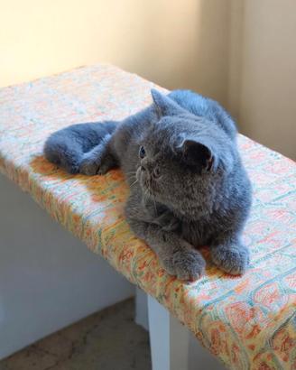 Exotic shorthair