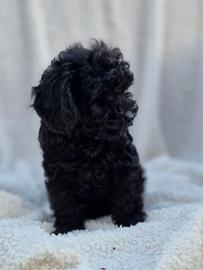 Barboncino Toy Total Black Maschio