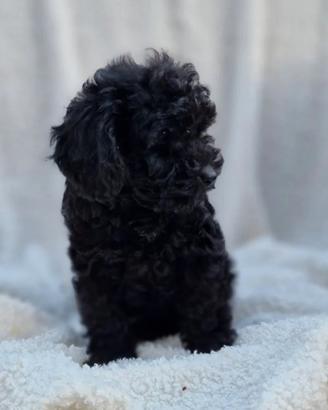 Barboncino Toy Total Black Maschio