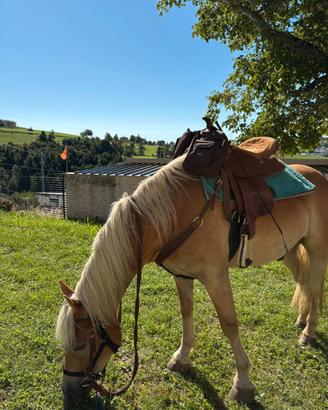 Haflinger Sauro
