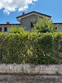 Splendido villino a schiera