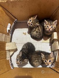 4 gattini tigrati in adozione
