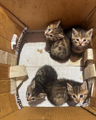 4 gattini tigrati in adozione