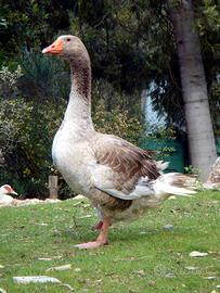Piccoli di Oca Tolosa
