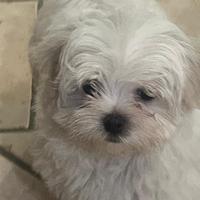 Cuccioli di maltese