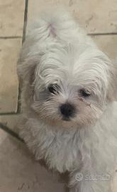 Cuccioli di maltese