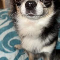 Chip chihuahua maschio di due anni pelo lungo