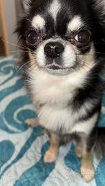 Chip chihuahua maschio di due anni pelo lungo