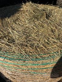 Fieno di prato stabile