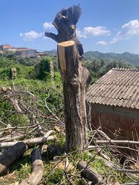 tronco di noci