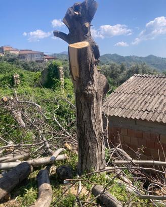 tronco di noci