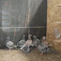 Piccioni viaggiatori