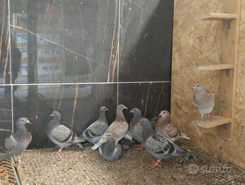 Piccioni viaggiatori