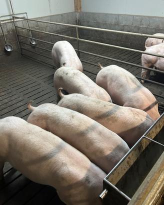 Suini Duroc Danese