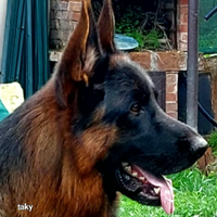 Pastore tedesco adulto 3 anni