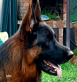 Pastore tedesco adulto 3 anni