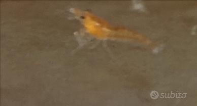Neocaridine orange + porzione di mangime omaggio