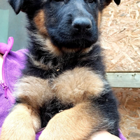 Femmine pastore tedesco