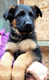 Femmine pastore tedesco