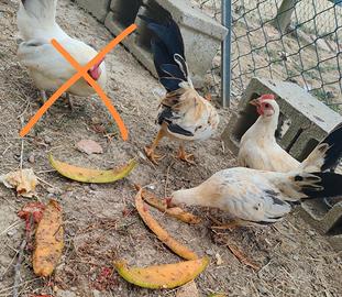 Galline nanissime ornamentali