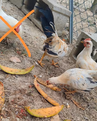 Galline nanissime ornamentali