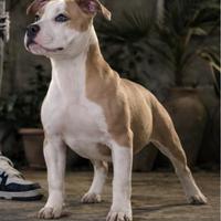 American Pitbull Terrier