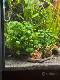 Piante per acquario
