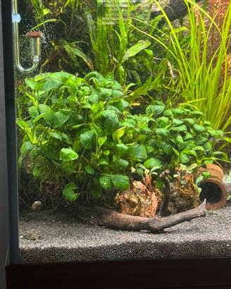 Piante per acquario
