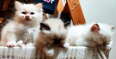 Disponibili cuccioli di sacro di birmania