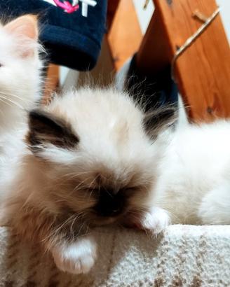 Disponibili cuccioli di sacro di birmania