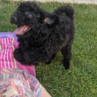 Barboncino nano, dolce femminuccia