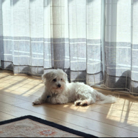 Accoppiamento con maltesi o razze simili