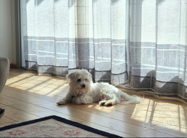 Accoppiamento con maltesi o razze simili